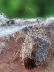 Dryadocoris apicalis