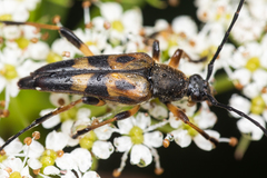 Etorofus obliteratus