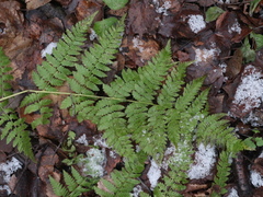 Dryopteris carthusiana