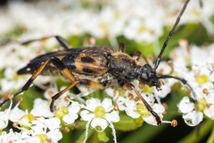 Etorofus obliteratus