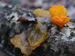 Tremella mesenterica