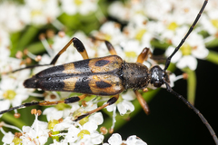 Etorofus obliteratus