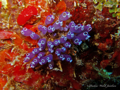 Clavelina puertosecensis