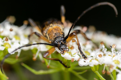 Etorofus obliteratus