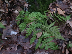 Dryopteris carthusiana
