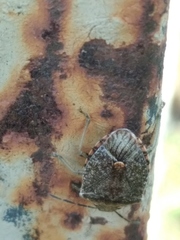 Dryadocoris apicalis