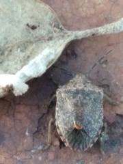 Dryadocoris apicalis