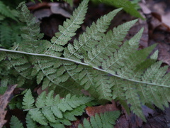 Dryopteris carthusiana