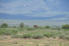 Struthio camelus australis