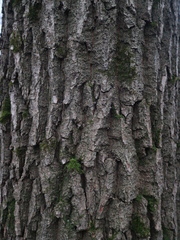 Quercus robur