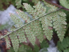 Dryopteris carthusiana