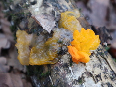 Tremella mesenterica