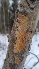 Peniophora aurantiaca