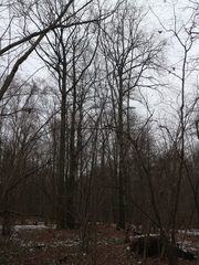 Quercus robur