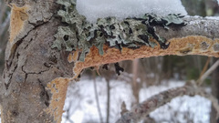 Peniophora aurantiaca