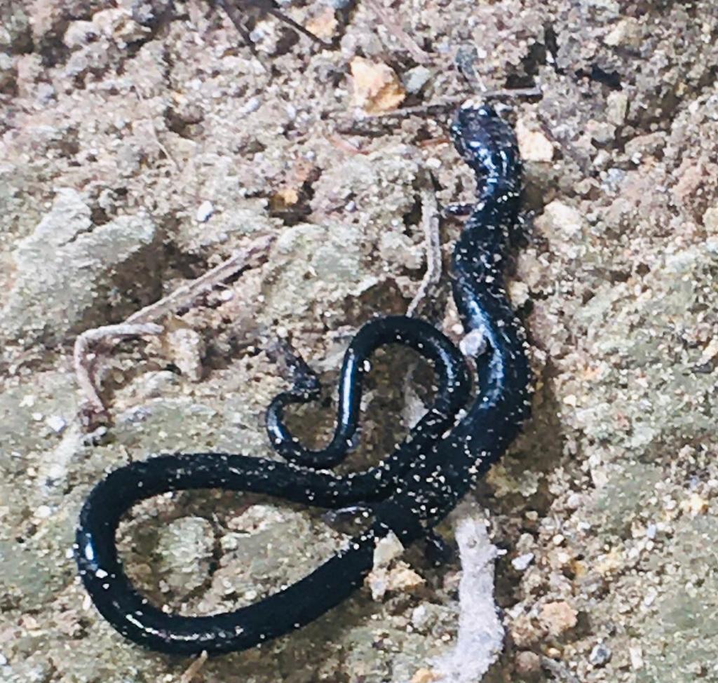 Chimaltenango Worm Salamander