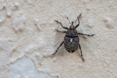 Ethelcus denticulatus