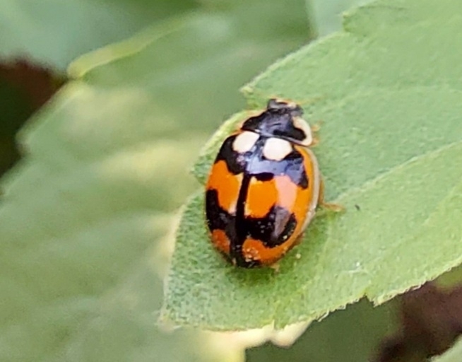 Propylea dissecta