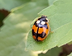 Propylea dissecta
