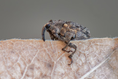 Ethelcus denticulatus