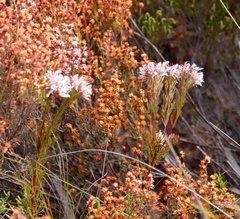 Serruria rostellaris