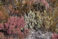 Syncarpha speciosissima