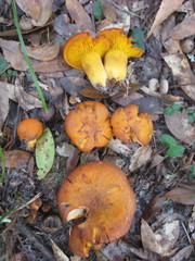 Omphalotus subilludens