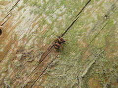 Sittisax saxicola