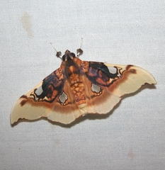 Eupastranaia tumidifrons