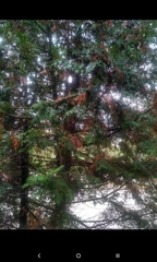 Chamaecyparis obtusa