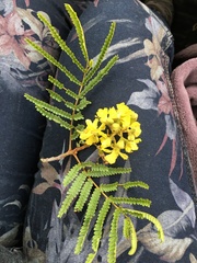 Peltophorum africanum