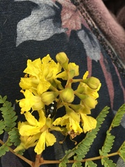 Peltophorum africanum