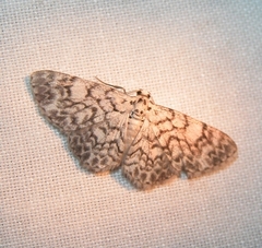 Hymenomima camerata
