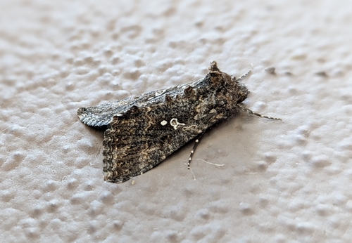 Cabbage Looper Moth