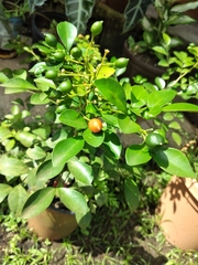 Murraya paniculata paniculata