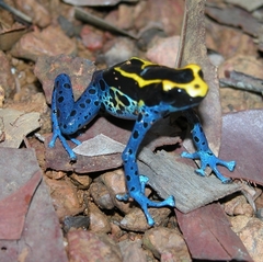 Dendrobates tinctorius