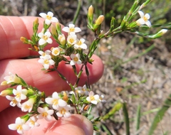 Lachnaea filicaulis