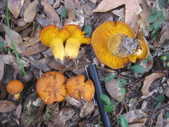 Omphalotus subilludens