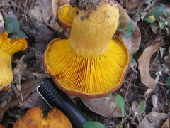 Omphalotus subilludens