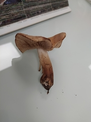 Hebeloma quercetorum