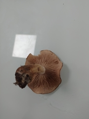 Hebeloma quercetorum