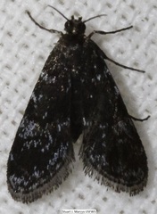 Elophila tinealis