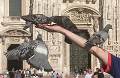 Columba livia domestica