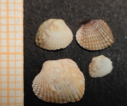 Representative image of Parvicardium