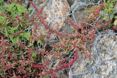 Rumex ucranicus