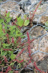 Rumex ucranicus