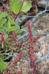 Rumex ucranicus