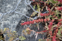Rumex ucranicus