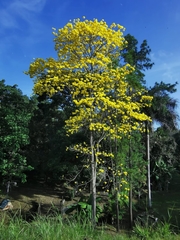 Handroanthus guayacan