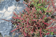 Rumex ucranicus